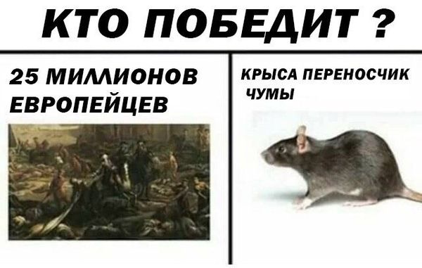 Уничтожение крыс в Кемерово, цены, стоимость, методы