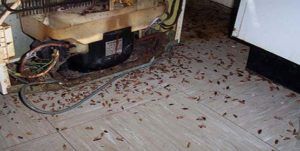 Поморить тараканов в квартире в Кемерово, цены