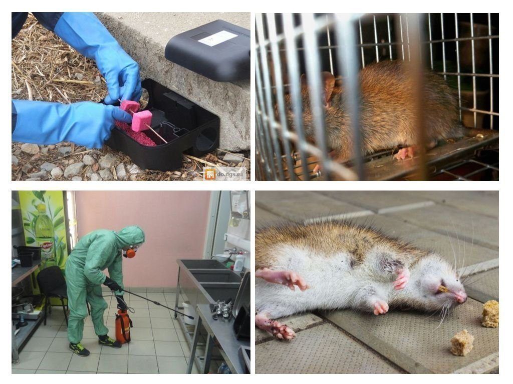 Дератизация от грызунов от крыс и мышей в Кемерово