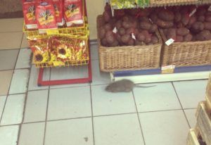 Дезинфекция от грызунов, крыс и мышей в Кемерово