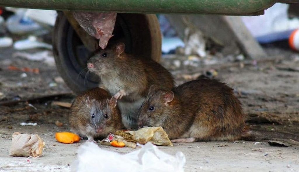 Травить грызунов крыс и мышей в Кемерово