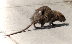Фирма по уничтожению грызунов, крыс и мышей в Кемерово
