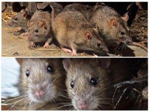 Травить грызунов крыс и мышей в Кемерово