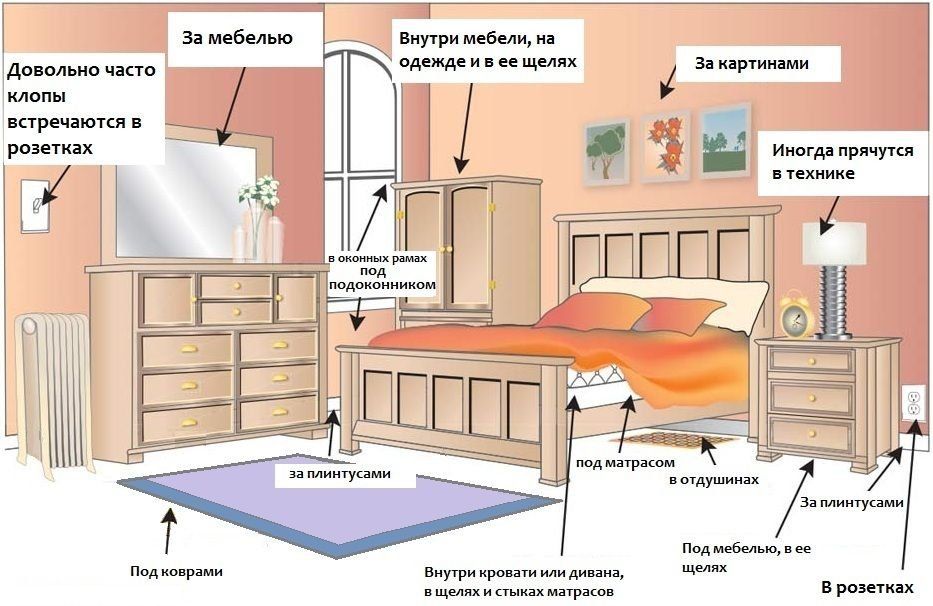 Обработка от клопов квартиры в Кемерово