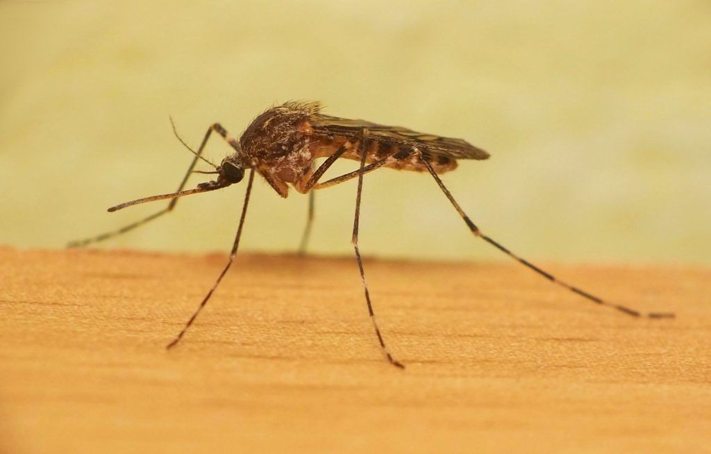 Уничтожение комаров в Кемерово