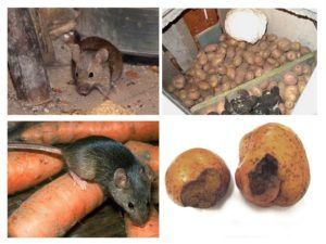 Служба по уничтожению грызунов, крыс и мышей в Кемерово