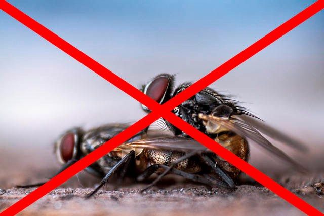 Профессиональное уничтожение мух в Кемерово с гарантией