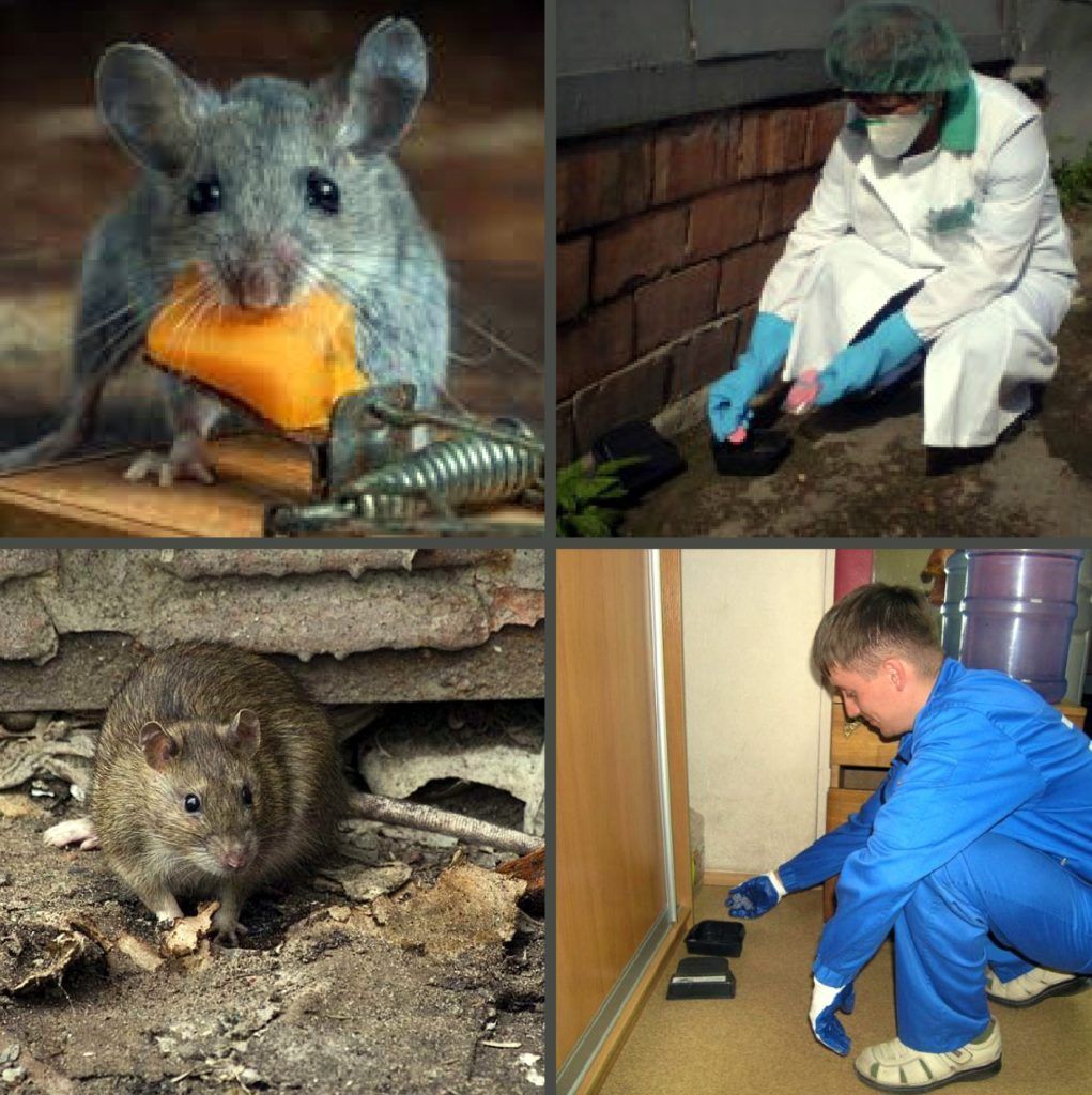 Дезинфекция от грызунов, крыс и мышей в Кемерово