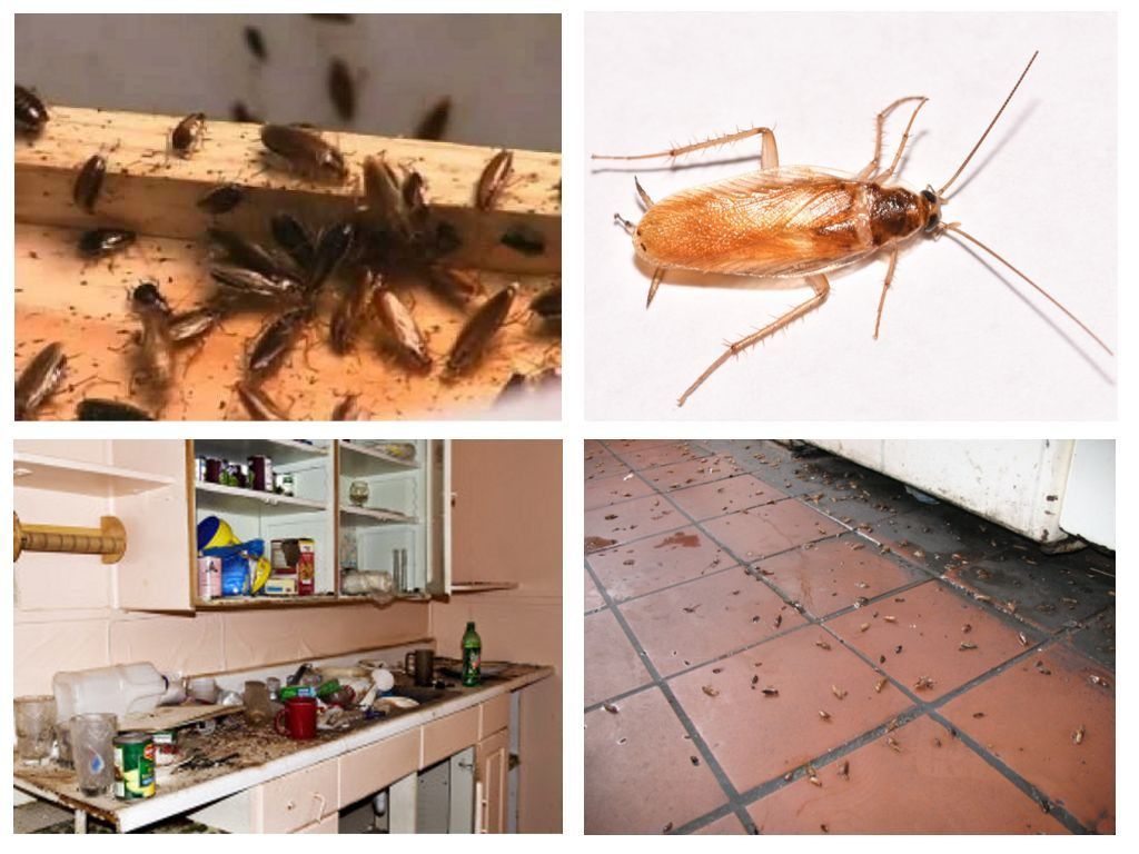 Морить тараканов в квартире в Кемерово, цены