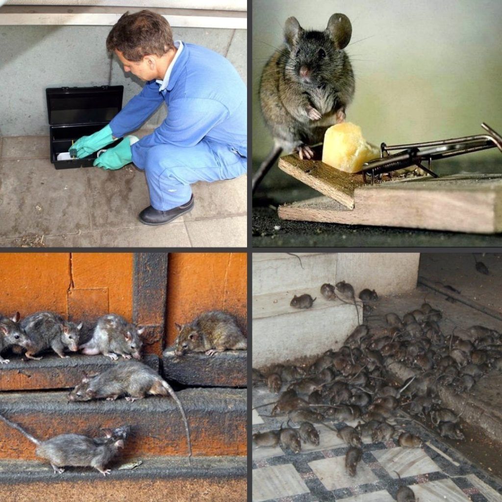 Дезинфекция от блох в квартире в Кемерово