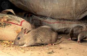 Дератизация от грызунов от крыс и мышей в Кемерово