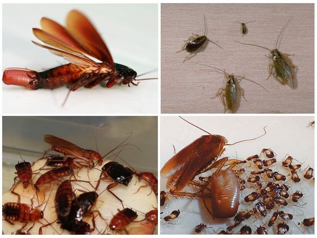 Уничтожение тараканов в квартире в Кемерово 