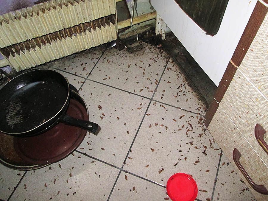 Санэпидемстанция от тараканов в Кемерово, вызвать, цены